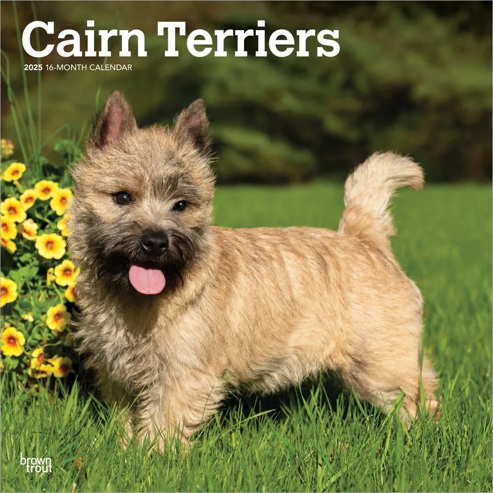 2025 Cairn Terriers Wall Calendar