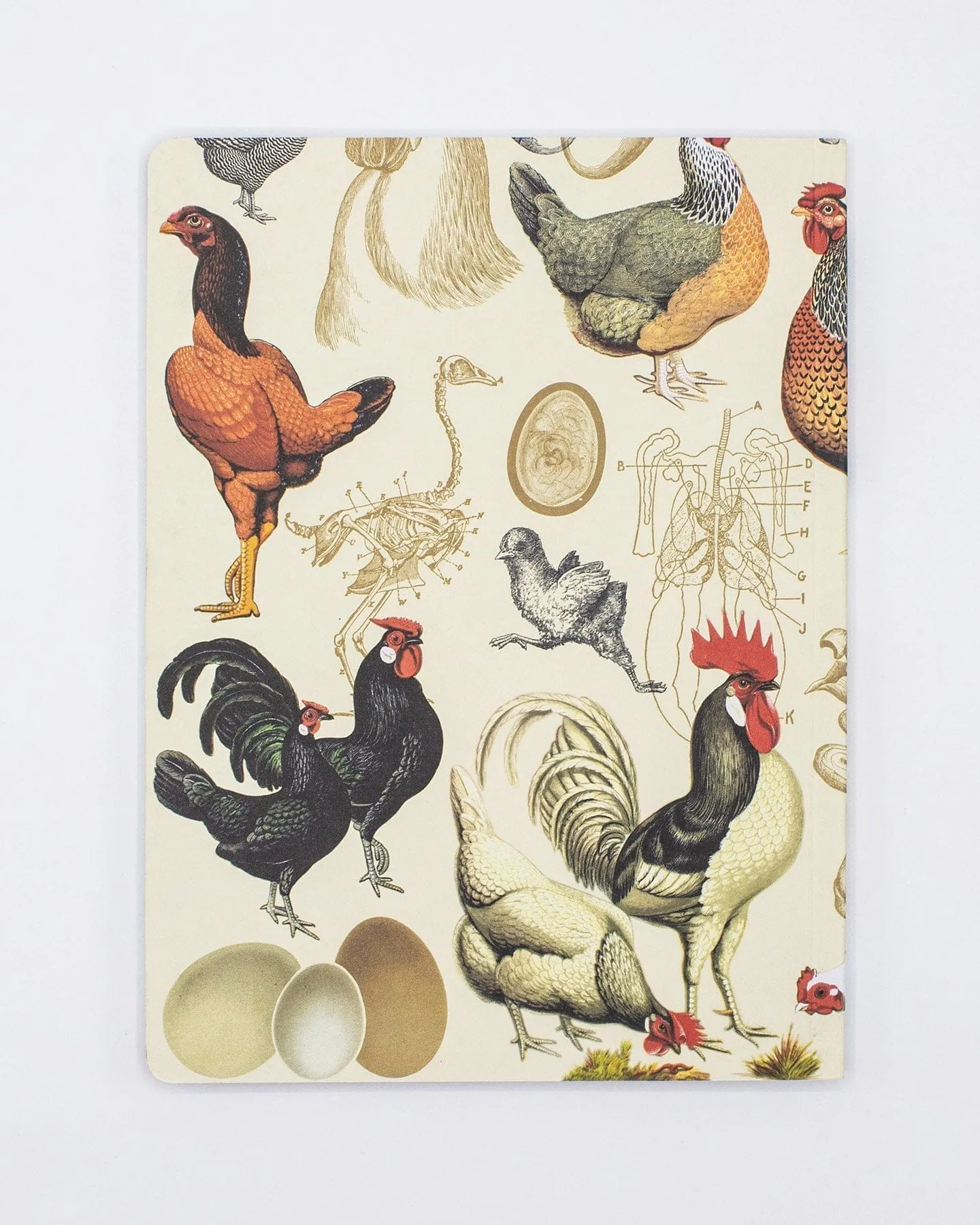 Chicken Softcover Notebook - Lined