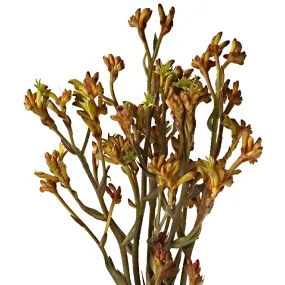 Orange Kangaroo Paw Flowers